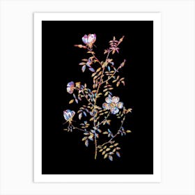 Stained Glass Hedge Rose Mosaic Botanical Illustration on Black Art Print