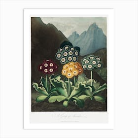 A Group Of Auriculas From The Temple Of Flora (1807), Robert John Thornton Art Print