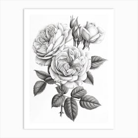 Roses Sketch 55 Art Print