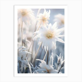 Frosty Botanical Edelweiss 1 Art Print