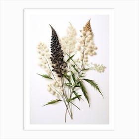 Pressed Wildflower Botanical Art Black Cohosh 2 Art Print