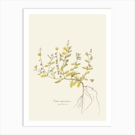 Eucalyptus 7 Art Print