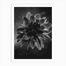 Dahlia BW2 Art Print