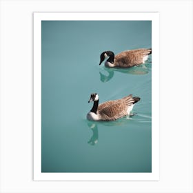 Geese In Blue Water Art Print