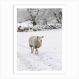 Sheep In Snow Art Print