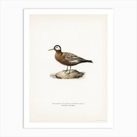 Palaropus Fulicarius Jourdaini, The Von Wright Brothers Art Print