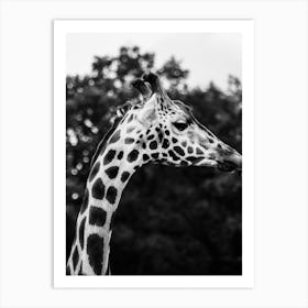 Wild Giraffe 1 Bw Art Print