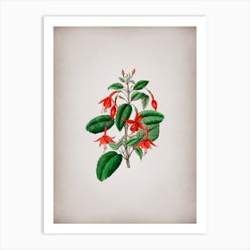 Vintage Standish's Fuchsia Flower Branch Botanical on Parchment n.0038 Art Print