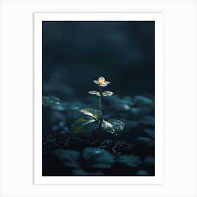 Flower In The Dark 60 Art Print