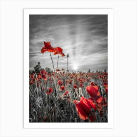 Poppies Sunset In Colorkey Art Print