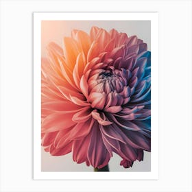 Chrysanthemum Flower 1 Art Print