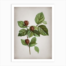 Vintage Carolina Allspice Flower Botanical on Parchment n.0697 Art Print