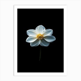 White Flower On Black Background 1 Art Print