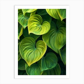 Green Leaves Of Hosta Art Print