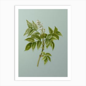 Vintage European Bladdernut Botanical Art on Mint Green n.0590 Art Print