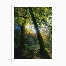 Calming trees Art Print