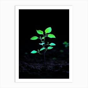 Small Green Plant In The Dark 5 Art Print