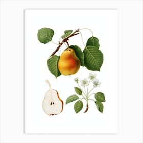 Vintage Pear Botanical Illustration on Pure White n.0738 Art Print