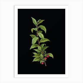 Vintage Cherry Botanical Illustration on Solid Black n.0397 Art Print