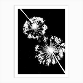 Black white alliums Art Print