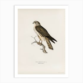 Merlin Female (Falco Aesalon), The Von Wright Brothers 1 Art Print