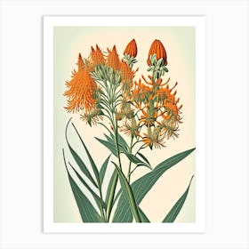 Butterfly Weed Wildflower Vintage Botanical 2 Art Print