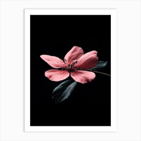 Pink Flower On Black Background 15 Art Print