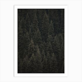 Evergreen Forest Art Print