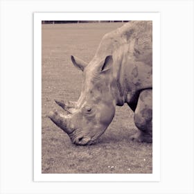 Rhinoceros Grey Rhino Art Print