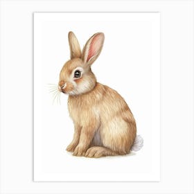 Polish Rex Rabbit Kids Illustration 4 Art Print