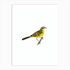 Vintage Western Yellow Wagtail Bird Illustration on Pure White n.0098 Art Print