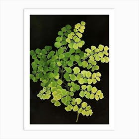 Maidenhair Fern Painting 2 Art Print