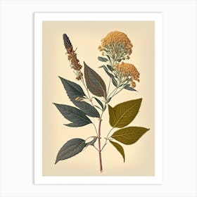 Boneset Spices And Herbs Retro Drawing 3 Art Print