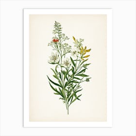 Vintage Botanical Galleria Style Wildflower Painting 31 Art Print