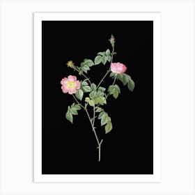 Vintage Pink Austrian Copper Rose Botanical Illustration on Solid Black n.0927 Art Print