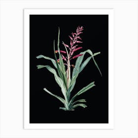 Vintage Pitcairnia Bromeliaefolia Botanical Illustration on Solid Black Art Print