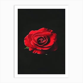 Red Rose 55 Art Print