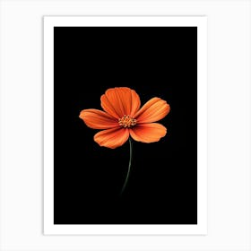 Orange Flower On Black Background 4 Art Print