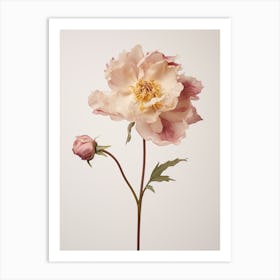 Pressed Flower Botanical Art Peony 2 Art Print