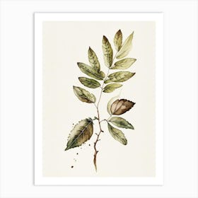 Black Walnut Herb Minimalist Watercolour Art Print