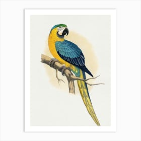 Parrot On A Branch 4 Art Print