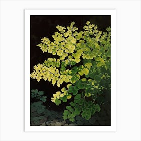 Maidenhair Fern Painting 3 Art Print