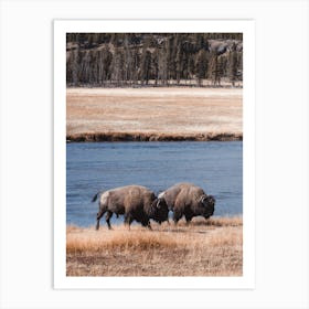 Bison Along River Art Print