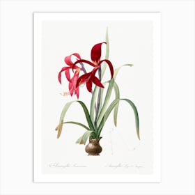 Sprekelia Illustration From Les Liliacées, Pierre Joseph Redouté Art Print