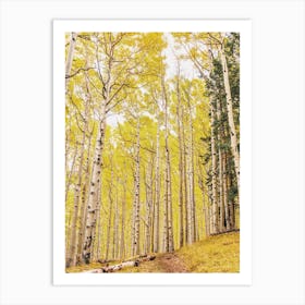 Aspen Tree Forest Art Print