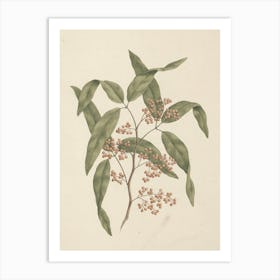 Rhus Retinorrhoea Oliver, Luigi Balugani Art Print