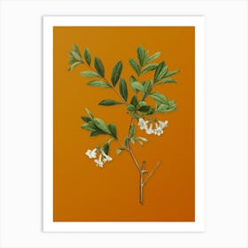 Vintage White Honeysuckle Plant Botanical on Sunset Orange n.0664 Art Print