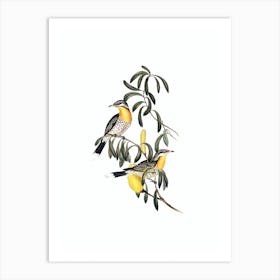 Vintage Spiny Cheeked Honeyeater Bird Illustration on Pure White n.0044 Art Print