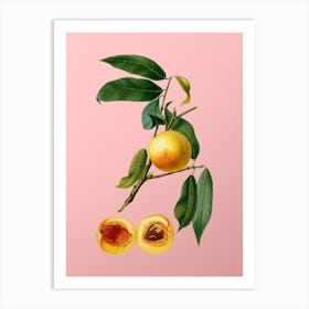 Vintage Peach Botanical on Soft Pink n.0737 Art Print