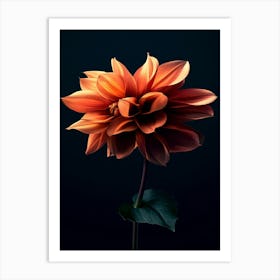 Dahlia 17 Art Print